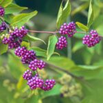 Close up beauty berries branches on a blurred green background in the garden