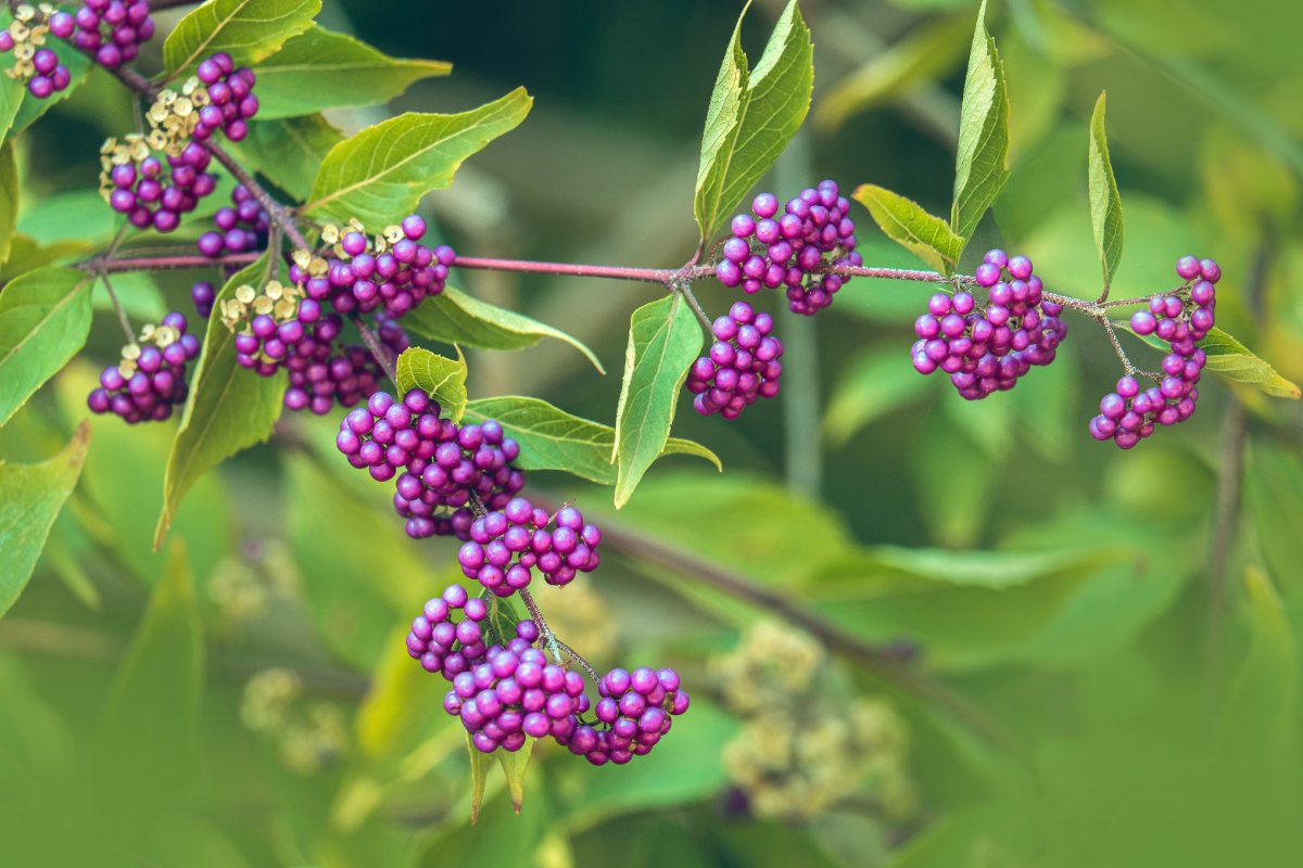 Close up beauty berries branches on a blurred green background in the garden