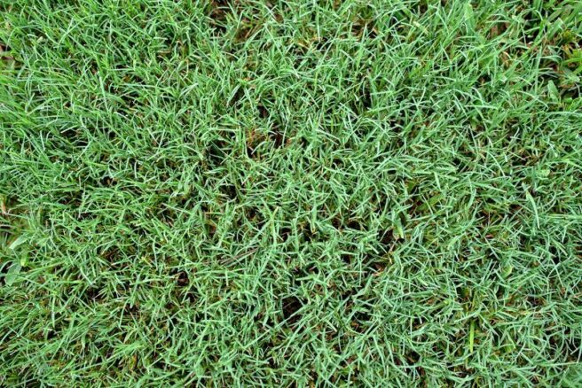 Close-up of a lawn with thick Bermudagrass.