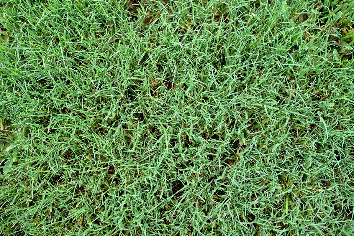Close-up of a lawn with thick Bermudagrass.
