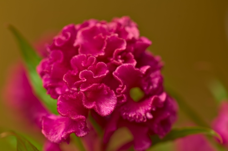 Close-up of vibrant magenta celosia flower with ruffled, velvety petals and green leaves behind.