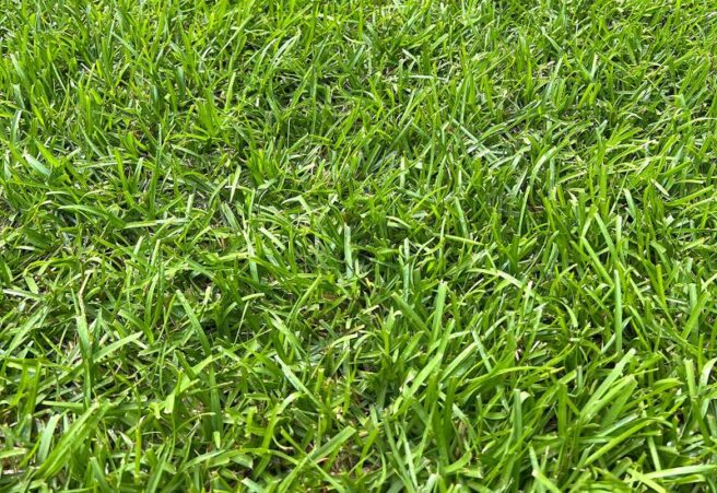 A close-up of centipedegrass.