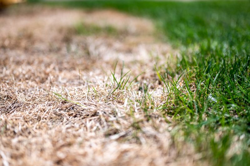 Visible distinction between healthy lawn and chemical burned grass during a drought.