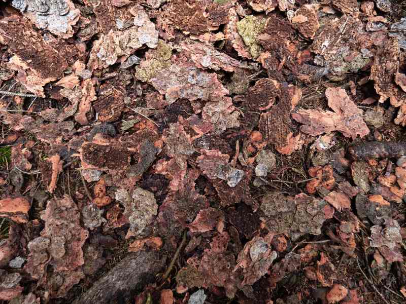 Close-up of decaying mulch with discolored, compacted bark chips and organic debris, showing signs of age and potential fungal growth