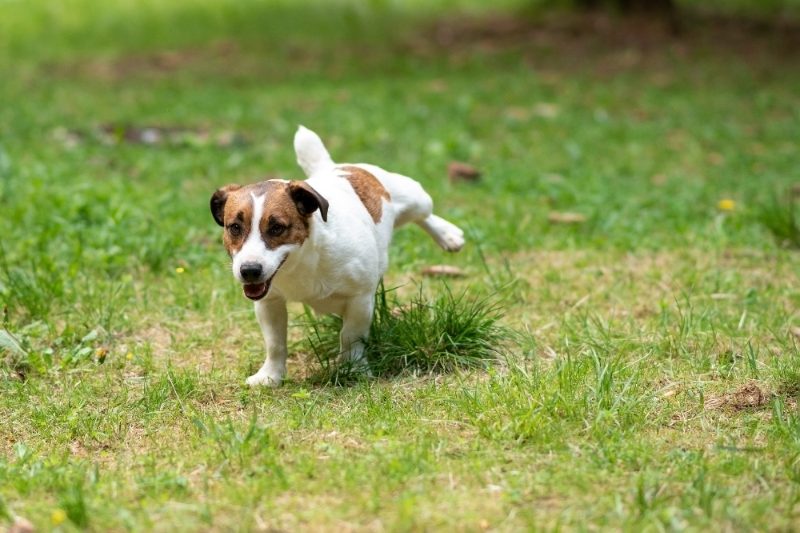 A dog relieves itself on a patchy lawn.