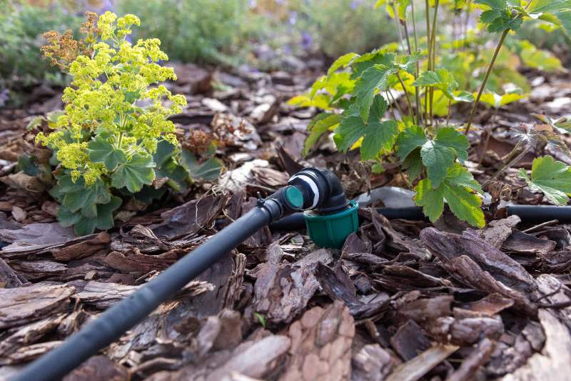 Close-up of a garden bed with bark mulch, drip irrigation hose, and healthy green plants, illustrating effective moisture control and mulching practices