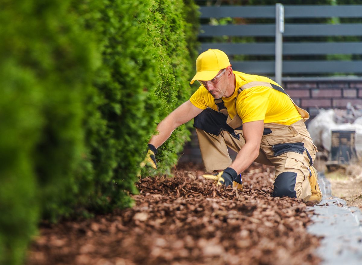 Professional landscaper applying fresh mulch along garden hedges to maintain healthy plant beds