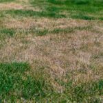 Dry patchy grass in bad condition and need maintenance in a lawn
