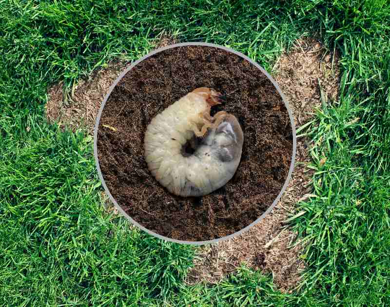 image of a lawn grub over a dry patch of grass