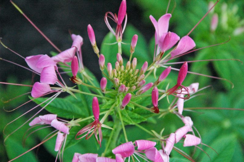 Pink spider flower with long stamens and unopened buds radiating from the central green flower head.