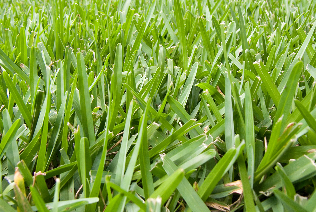 A close-up of St. Augustinegrass.