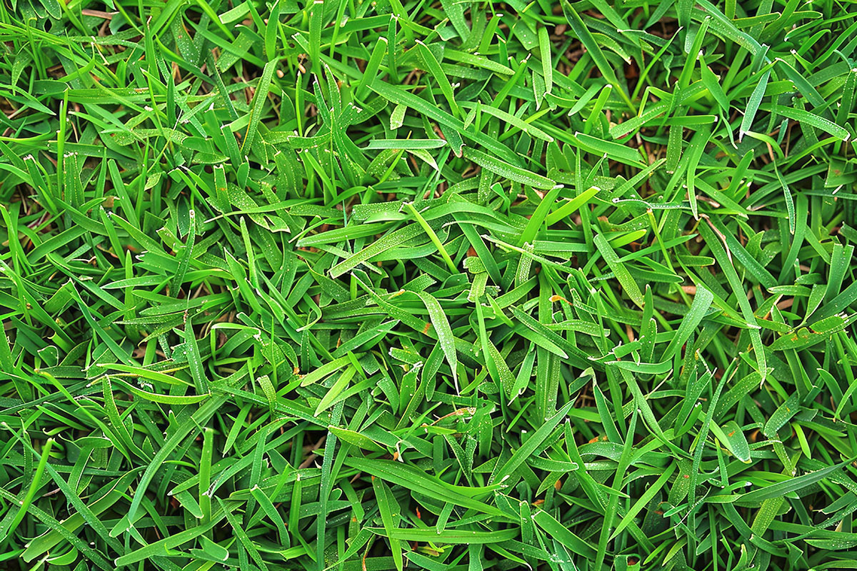 A close-up of Zoysiagrass.