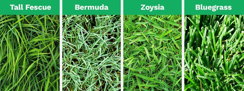 A combined image shows the 4 most popular types of grass in Charlotte, N.C.: Tall Fescue, Bermuda, Zoysia, and Bluegrass.