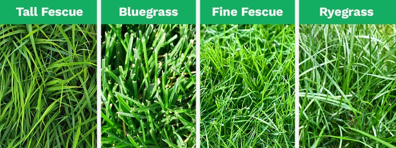 A combined image shows the 4 most popular types of grass in Charlotte, N.C.: Tall Fescue, Bluegrass, Fine Fescue, and Ryegrass.