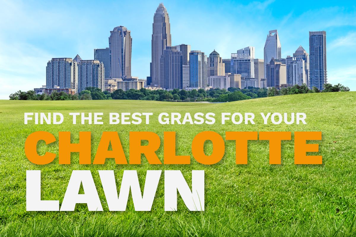 An illustrative image shows the skyline of Charlotte, N.C, in the distance behind a lush, green lawn.