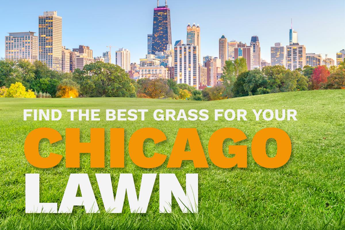 An illustrative image shows the skyline of Chicago, Illinois, in the distance behind a lush, green lawn.