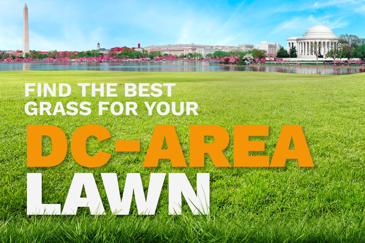 An illustrative image shows the skyline of Washington, DC, in the distance behind a lush, green lawn.