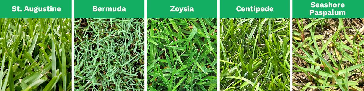 A combined image shows the 5 most popular types of grass in Houston, Texas: St. Augustine, Zoysia, Centipede, Bermuda, Bahia, and Seashore Paspalum.