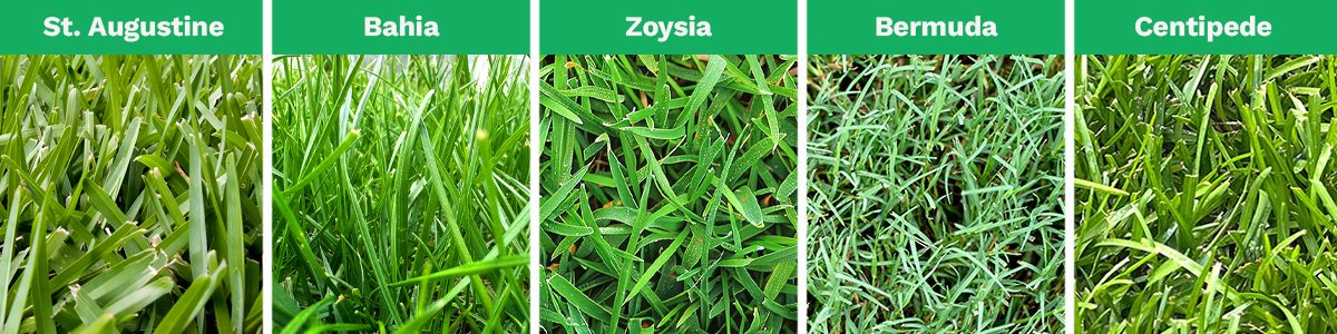 A combined image shows the 5 most popular types of grass in Orlando, FL: St. Augustine, Bahia, Zoysia, Bermuda, and Centipede.