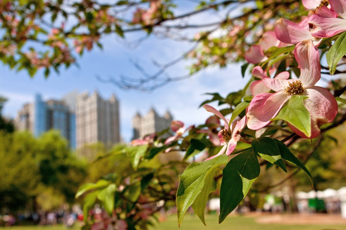 Pink flowers with green leaves are on a tree with the Atlanta skyline in the background.