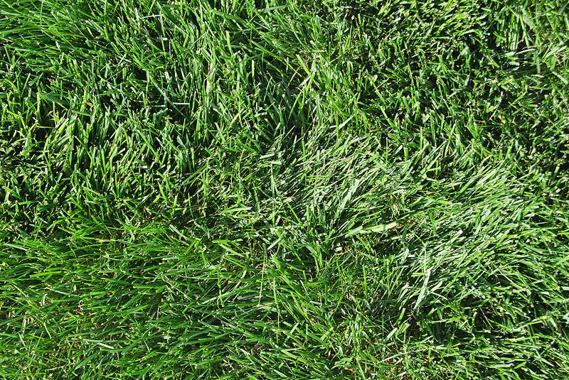 Close-up of a lush, green kentucky bluegrass lawn.