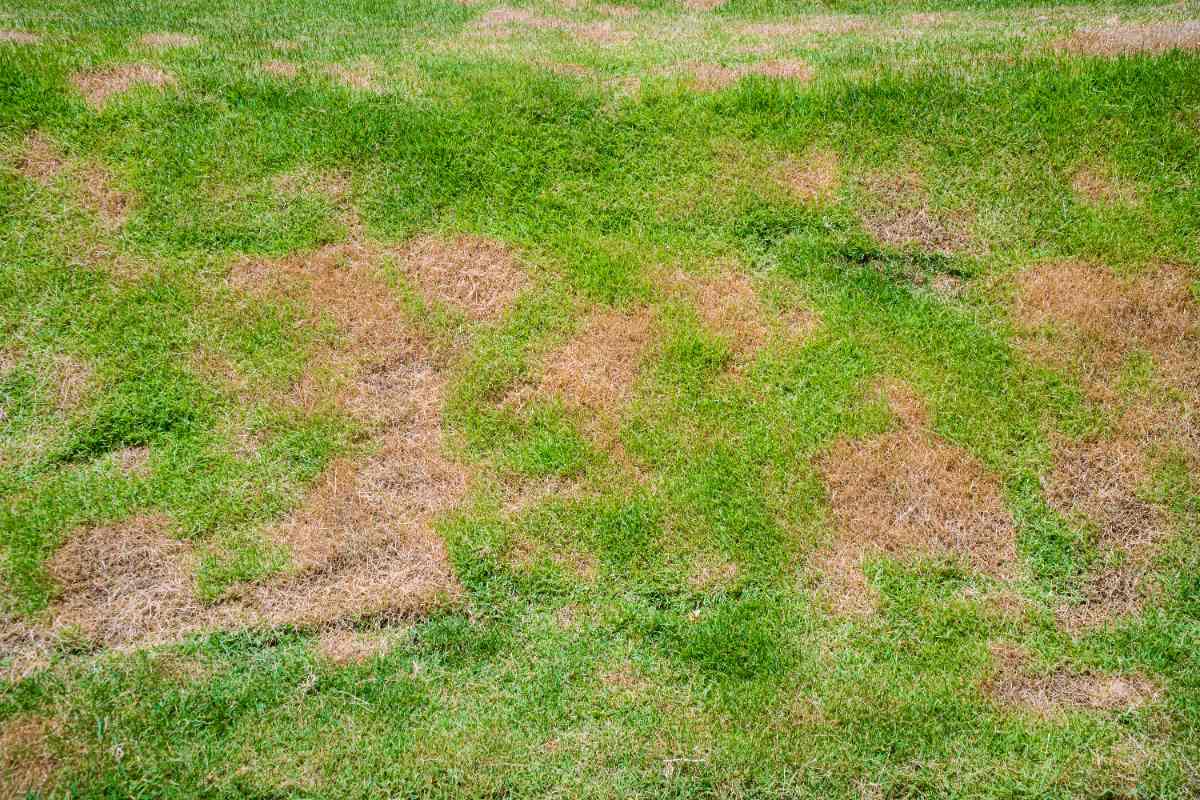 Patchy green lawn with brown spots showing the lawn disease brown patch.