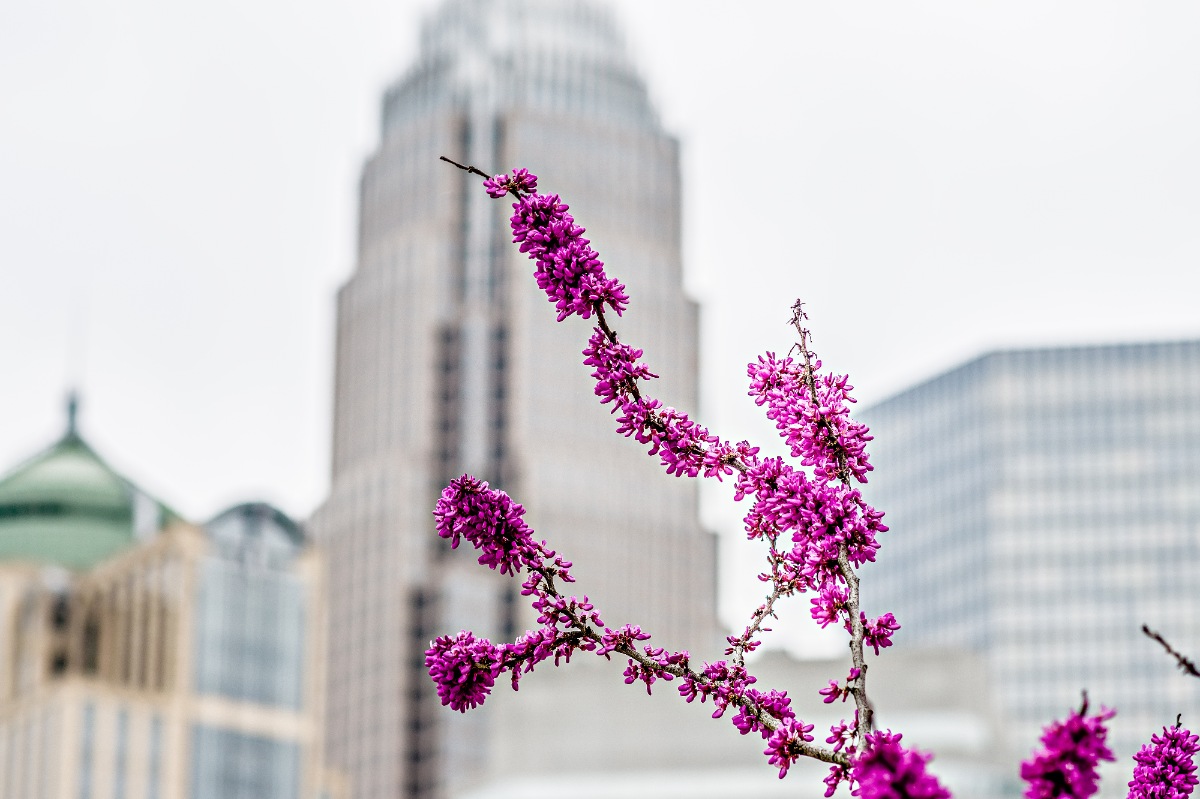 In the foreground, a close-up of purple flowers are on a branch. In the background, building in Charlotte, NC.