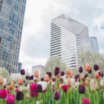 Tulips and blooming trees in the foreground with downtown Chicago buildings in the background during springtime.