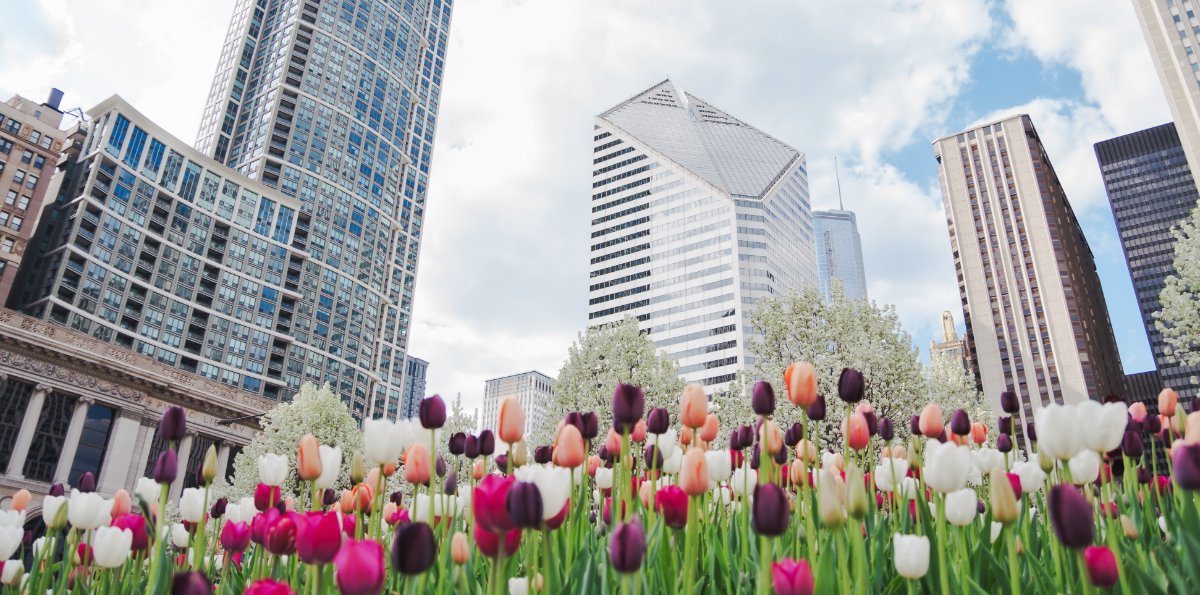 Tulips and blooming trees in the foreground with downtown Chicago buildings in the background during springtime.