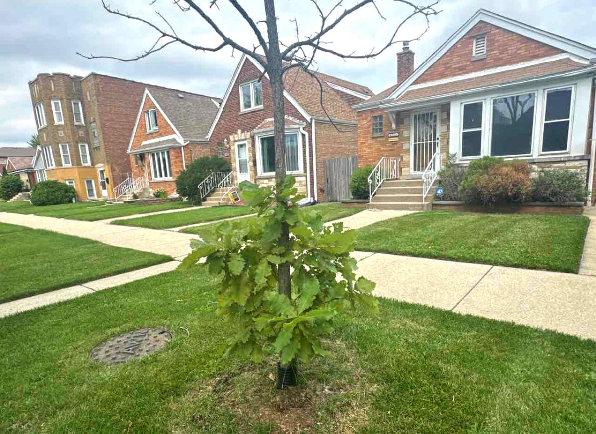 A well-maintained suburban neighborhood with trees, manicured lawns, and houses on a sunny day.