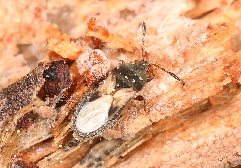 A small black-and-white insect with patterned wings and long antennae crawls on dry, textured wood debris covered in dust.