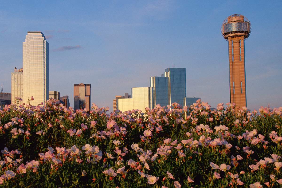 Downtown Dallas skyline at sunset with Reunion Tower and tall buildings in the background, wild pink flowers blooming in foreground.