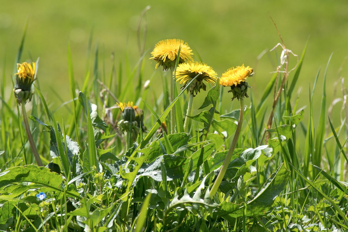 Yellow dandelion flowers sprout from green grass.