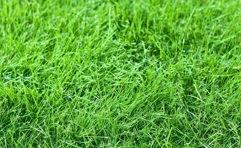Close-up of a lush, green fine fescue lawn.