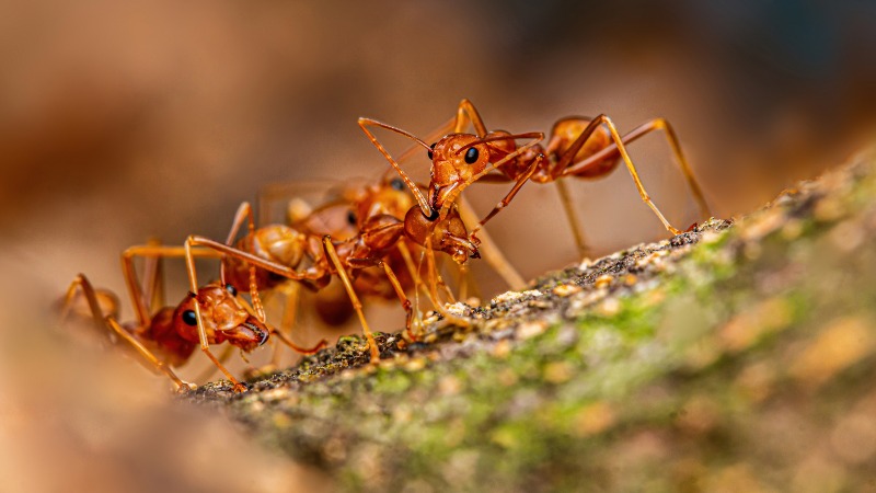 colony of fire ants on a branch of a plant