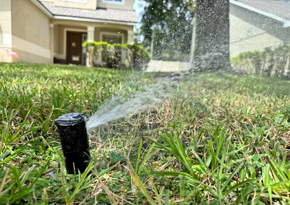 A pop-up lawn sprinkler sprays water in a Florida lawn. A cream colored, two-story house is in the background.