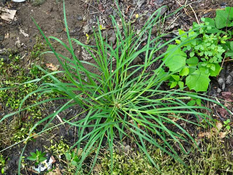 Stringy goosegrass on a patchy, bare lawn.