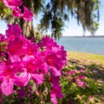 Pink azalea flowers bloom along a coastline with grass and water in the background.