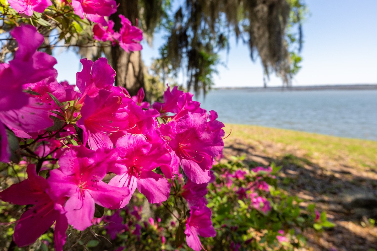Pink azalea flowers bloom along a coastline with grass and water in the background.