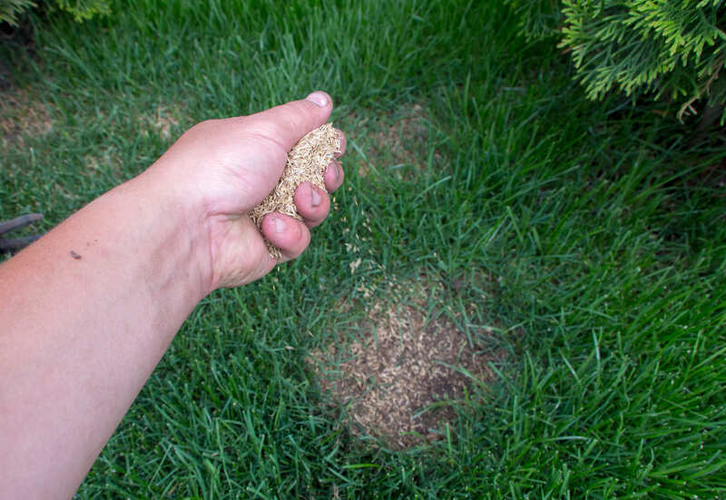 A hand scattering grass seed over a small bare patch in a green lawn
