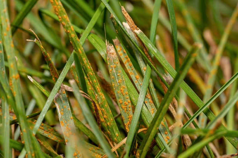A close-up of green grass blades featuring orange spots of lawn rust.