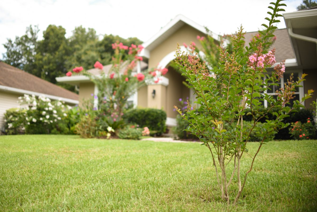 A tan-color Florida style-home with crepe myrtle tree out front and a manicured lawn.