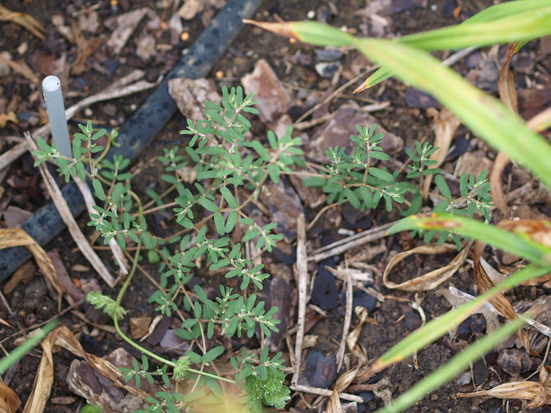Prostrate spurge grows from a flower bed with mulch and hoses in the background.