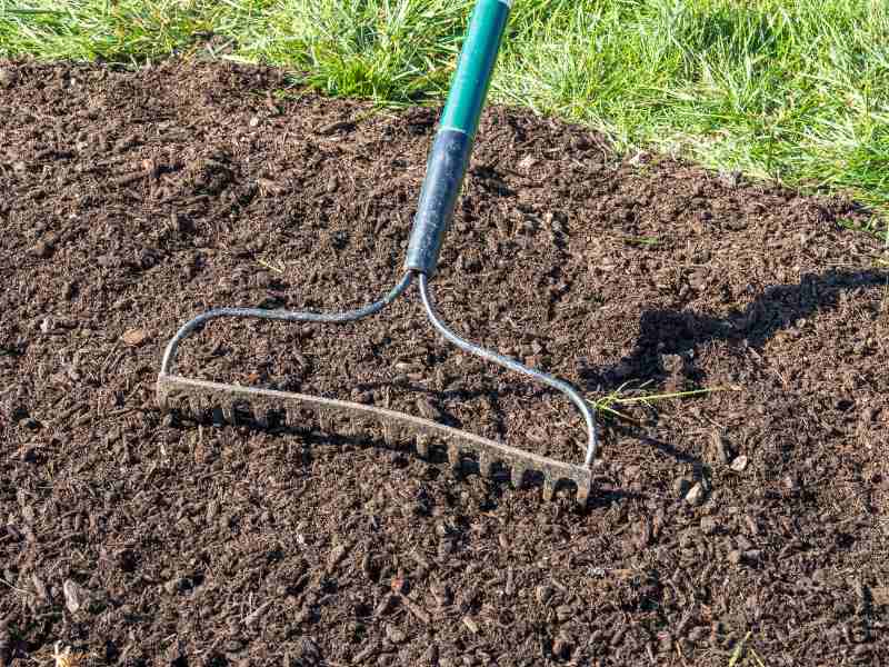 The front of a rake working with overseeding grass on lawn.