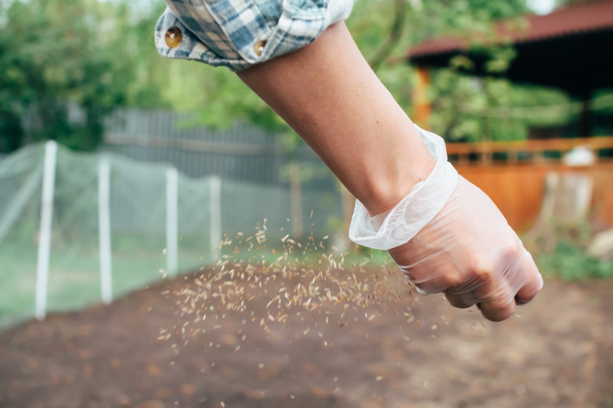 Small seeds are being dispersed by hand on a sunny day