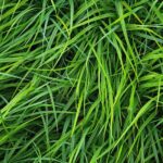Close-up of long, lush, green tall fescue blades.