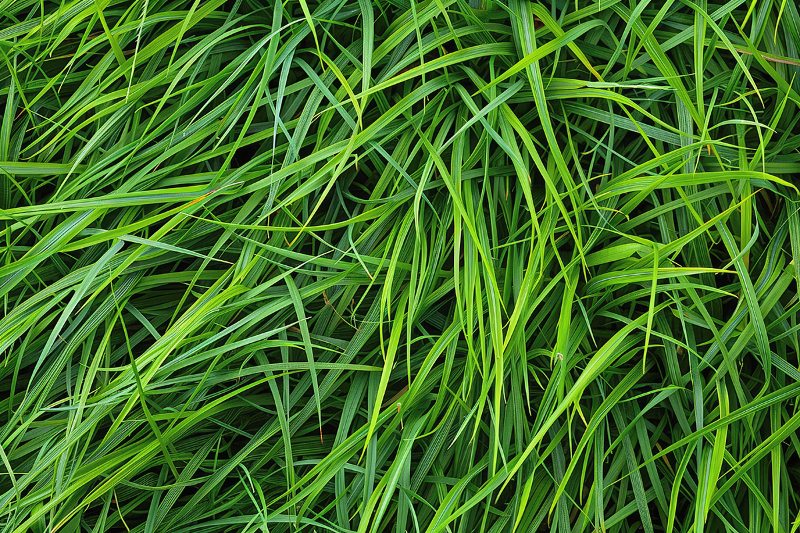 Close-up of long, lush, green tall fescue blades.