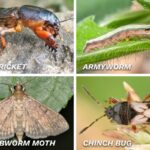 The 4 Most Common (and Destructive) Pests in Your Tampa Lawn Combined image showing a mole cricket, armyworm, sod webworm moth, and a chinch bug.