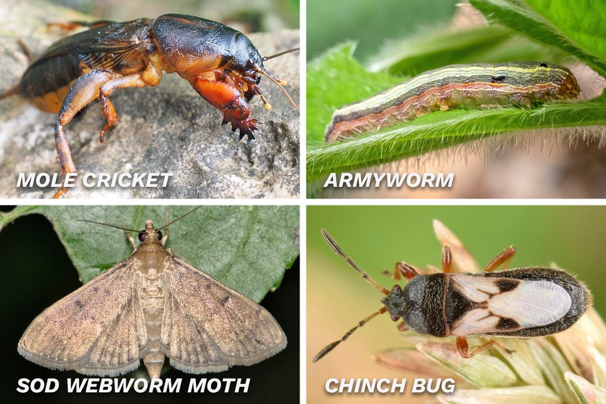 Combined image showing a mole cricket, armyworm, sod webworm moth, and a chinch bug.