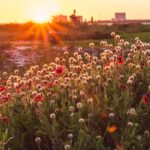 Blanket flowers line a beach area in springtime at Cypress Point Park in Tampa at dusk.